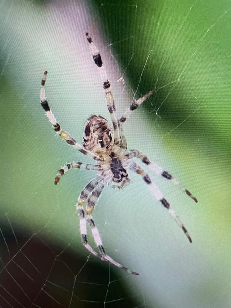 <h3>Araneus diadematus / Cross orbweaver / Kruisspin</h3>